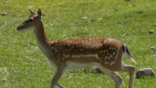 ಬಂಡೀಪುರ: ಜಿಂಕೆಯನ್ನೇ ಅಟ್ಟಾಡಿಸಿಕೊಂಡು ಬಂದ ನಾಯಿ-ಮುಂದಾಗಿದ್ದೇ ದೊಡ್ಡ ಅನಾಹುತ?