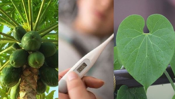 Home remedies to control dengue: ಡೆಂಗ್ಯೂ ಜ್ವರ ತಡೆಯಲು ಸರಳ ಮನೆಮದ್ದುಗಳು ಇಲ್ಲಿವೆ