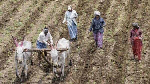 ಮುಂಗಾರು ಮಳೆ: ಜಿಲ್ಲೆಯಲ್ಲಿ ನಿರೀಕ್ಷಿತ ಹಂಗಾಮು ಬಿತ್ತನೆ ಪೂರ್ಣ