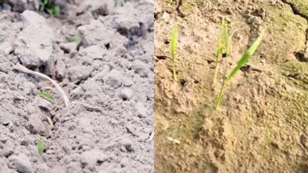 Nrega scheme: ಗೋಮಾಳಗಳಲ್ಲಿ ಬಹುವಾರ್ಷಿಕ ಹುಲ್ಲಿನ ಬೀಜಗಳನ್ನು ಬಿತ್ತನೆ ಕಾರ್ಯ ಭರ