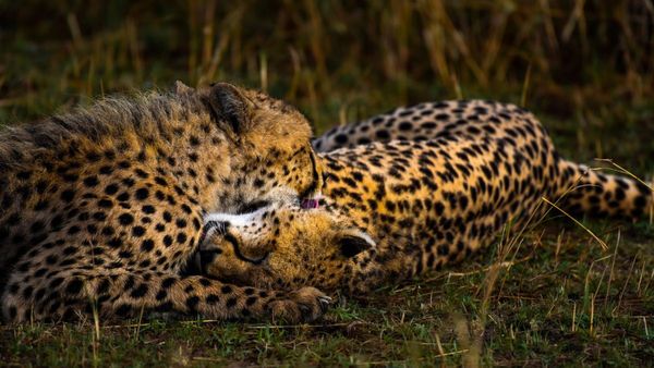 ನನ್ನ ನೇಮಕಾತಿಗೂ ತಂದೆಯ ರಾಜಕೀಯಕ್ಕೂ ಸಂಬಂಧ ಇಲ್ಲ: ಧ್ರುವ ಪಾಟೀಲ್ ಹಿಂಗಂದಿದ್ದೇಕೆ?