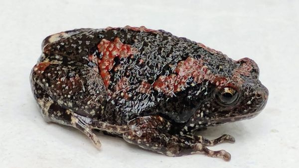 Different Frog: ಕುಂದಾಪುರದಲ್ಲಿ ಆಕರ್ಷಕ ಬಣ್ಣದ ಕಪ್ಪೆ ಪತ್ತೆ