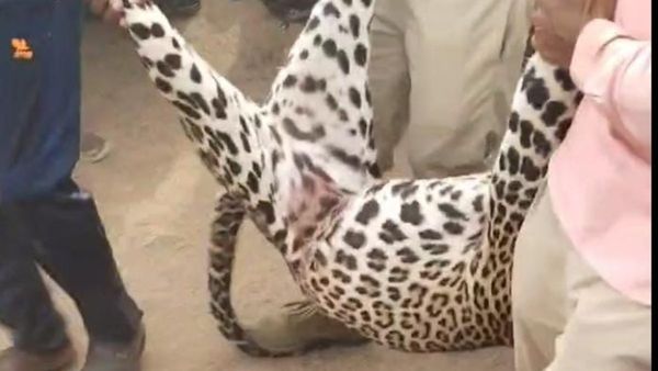 Leopard Attack: ಮೂವರ ಮೇಲೆ ಚಿರತೆ ದಾಳಿ- ಚಿರತೆ ಕೊಂದು ಮೆರವಣಿಗೆ ಮಾಡಿದ ಗ್ರಾಮಸ್ಥರು