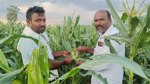 ಮೆಕ್ಕೆಜೋಳಕ್ಕೆ ಸೈನಿಕ ಹುಳು ಲಗ್ಗೆ: ಇಳುವರಿ ನಷ್ಟದ ಭಯದಲ್ಲಿ ರೈತಾಪಿ ವರ್ಗ- ಪರಿಹಾರ ನೀಡಲು ಆಗ್ರಹ!