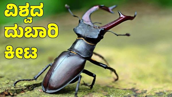 Stag Beetle: ಇದೇ ನೋಡಿ ವಿಶ್ವದ ದುಬಾರಿ ಕೀಟ; ಇದರ ಬೆಲೆಗೆ ಐಷಾರಾಮಿ ಖರೀದಿ ಮಾಡಬಹುದು!