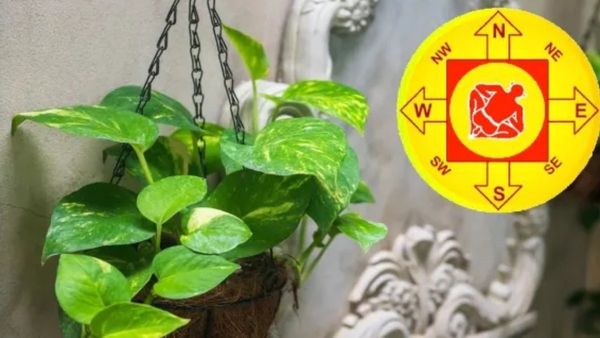 Vastu Tips for Money Plant: ಮನಿ ಪ್ಲಾಂಟ್ ಮಣ್ಣಿನಲ್ಲಿ ಈ 2 ವಸ್ತುಗಳನ್ನು ಇಟ್ಟರೆ ಮನೆಯಲ್ಲಿ ಧನ ವೃದ್ಧಿ