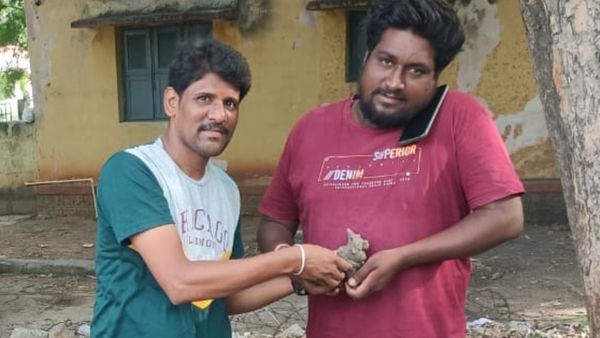 Mannettina Amavasye: ಮಣ್ಣನ್ನೇ ನಂಬಿ ಮಣ್ಣಿಂದ ಬದುಕೇನ.....ಸಂಭ್ರಮದ ಮಣ್ಣೆತ್ತು ಅಮವಾಸ್ಯೆ