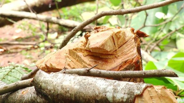 Udupi: ಉಡುಪಿಯಲ್ಲಿ ಲಕ್ಷಾಂತರ ಮರಗಳ ಮಾರಣಹೋಮ: ಕಾರಣವೇನು..?