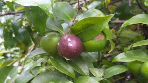 ಸ್ವಾದಿಷ್ಟವಾದ ಕಾಡು ಹಣ್ಣು ಕರ್ಮಂಜಿ ನಿಮಗೆಷ್ಟು ಬಗ್ಗೆ ಗೊತ್ತು? ಆರೋಗ್ಯಕ್ಕೆ ಇದರ ಉಪಯೋಗವೇನು?