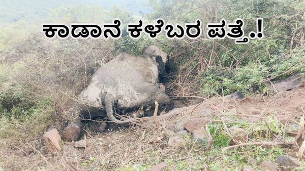ಬಿಆರ್‌ಟಿ ಹುಲಿ ಸಂರಕ್ಷಿತ ಪ್ರದೇಶದಲ್ಲಿ ಮತ್ತೊಂದು ಆನೆ ಸಾವು-ವಾರದಲ್ಲಿ ಮೂರಾನೆ ಕಳೇಬರ ಪತ್ತೆ.!