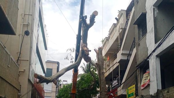 ಧರೆಗುರುಳಿದ ಮರ ತೆರವಾಗದಿದ್ದರೆ ಟೆಂಡರ್‌ ಕ್ಯಾನ್ಸಲ್‌: ಬಿಬಿಎಂಪಿ ವಾರ್ನಿಂಗ್‌!