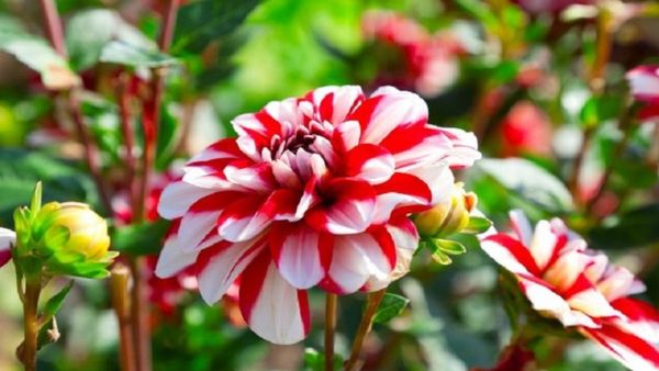 Dahlia Flowers: ಕೊಡಗಿನಲ್ಲಿ ಮಳೆಗಾಲದಲ್ಲಿ ಅರಳುವ ಸುಂದರಿ ಡೇಲಿಯಾ: ಇದರ ಬಗ್ಗೆ ನಿಮಗೆಷ್ಟು ಗೊತ್ತು..?