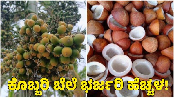  Arecanut and Copra Price: ಕೊಬ್ಬರಿಗೆ ಬಂಪರ್ ಬೆಲೆ! ಅಡಿಕೆ ಧಾರಣೆ ಹೇಗಿದೆ?