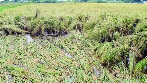 ನೈಸರ್ಗಿಕ ವಿಕೋಪದಿಂದ ರೈತರ ಬೆಳೆ ಹಾನಿ: ಪರಿಹಾರ ನಿಗದಿಗೆ ಷರತ್ತುಗಳು 