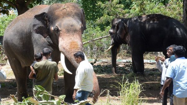 Mysuru Dasara 2024: ಗಜಪಡೆಯ ಅರಮನೆ ಪ್ರವೇಶ ಹೇಗಿರಲಿದೆ ಗೊತ್ತಾ..?