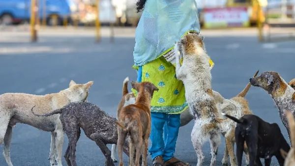 ಬೆಂಗಳೂರಿನಲ್ಲಿ ನಿಲ್ಲದ ನಾಯಿಗಳ ಹಾವಳಿ: ಬಿಬಿಎಂಪಿ ನಿರ್ಲಕ್ಷ್ಯಕ್ಕೆ ಆಕ್ರೋಶ, ಎಷ್ಟಿದೆ ನಾಯಿಗಳ ಸಂಖ್ಯೆ ?