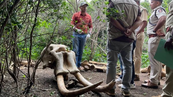 ಬಿಆರ್‌ಟಿಯಲ್ಲಿ ಎರಡು ಕಾಡಾನೆಗಳ ಕಳೇಬರಗಳು ಪತ್ತೆ: ಪರಿಸರ ಹೋರಾಟಗಾರ ರೊಚ್ಚಿಗೆದ್ದಿದ್ದೇಕೆ?