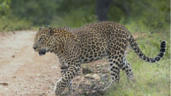 Leopard: ಹುಬ್ಬಳ್ಳಿಯಲ್ಲಿ ಚಿರತೆ ಪ್ರತ್ಯಕ್ಷ: ಸೆರೆ ಹಿಡಿಯಲು ಅರಣ್ಯಾಧಿಕಾರಿಗಳು ಪ್ಲಾನ್