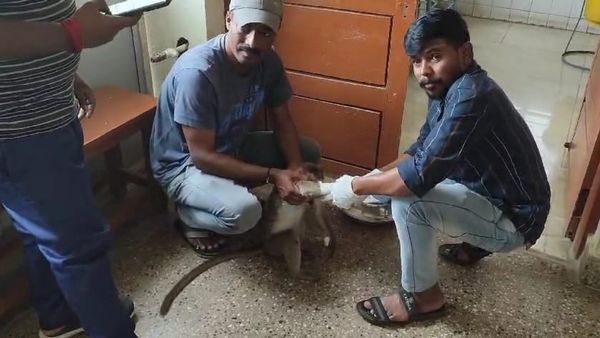 ಹನೂರು: ವಿದ್ಯುತ್ ಶಾಕ್‌ಗೆ ಒಳಗಾಗಿ ನರಳಾಡುತ್ತಿದ್ದ ಕೋತಿ, ಮುಂದೇನಾತ್ತು?-ಇಲ್ಲಿದೆ ಮಾಹಿತಿ