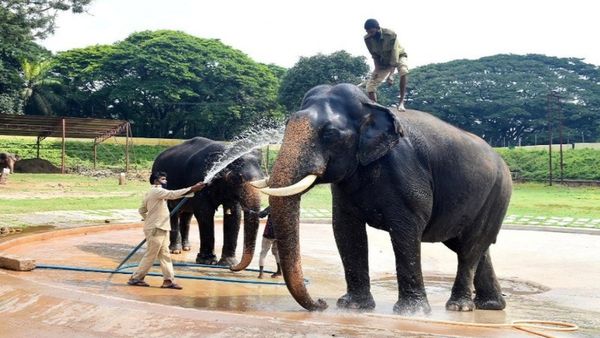 ಸಂಗೀತ ಗಾಡಿ ಎಳೆಯುತ್ತಿದ್ದ ಅಭಿಮನ್ಯು ಗಜಪಡೆಯ ಕ್ಯಾಪ್ಟನ್ ಆಗಿದ್ದೇಗೆ?
