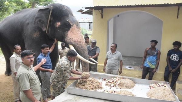 Mysuru Dasara: ಮೈಸೂರಿನಲ್ಲಿ ದಸರಾ ಗಜಪಡೆಗೆ ಈಗ ರಾಜಾತಿಥ್ಯ ಹೇಗಿದೆ ಗೊತ್ತಾ?
