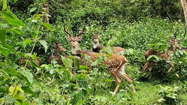Nagarahole: ಮುಂಗಾರು ಮಳೆಗೆ ತಲೆದೂಗಿದ ನಾಗರಹೊಳೆ ಉದ್ಯಾನ