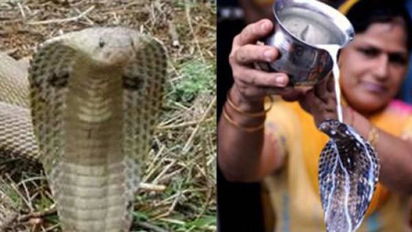 Nag Panchami 2024: ನಾಗ ಪಂಚಮಿ ದಿನಾಂಕ, ಶುಭ ಸಮಯ, ಪೂಜಾ ವಿಧಾನವನ್ನು ತಿಳಿಯಿರಿ