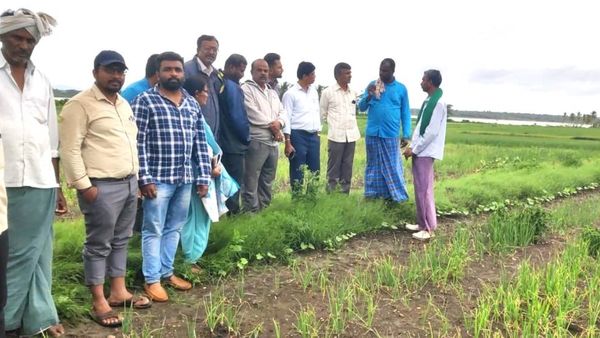 ಹೆಚ್ಚಾಯಿತು ಮಳೆ: ಈರುಳ್ಳಿ ಬೆಳೆಯ ರೋಗ, ಕೀಟಗಳ ನಿರ್ವಹಣಾ ಕ್ರಮಗಳು
