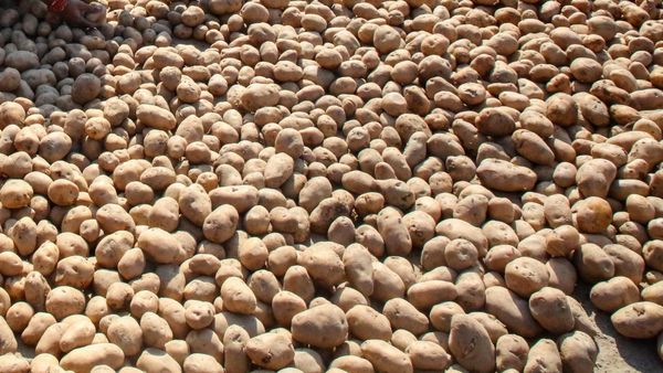 5 ಕೆಜಿ ಆಲೂಗಡ್ಡೆ ಲಂಚ ಕೇಳಿದ ಪೊಲೀಸ್, ಮುಂದೆ ಆಗಿದ್ದೇನು?