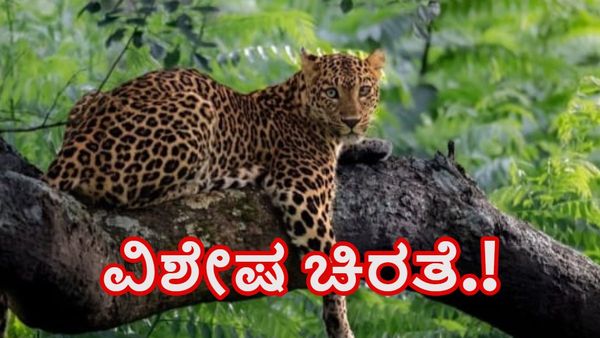 ಬಂಡೀಪುರ: ಕ್ಯಾಮೆರಾ ಕಣ್ಣಿಗೆ ಸೆರೆಯಾಯ್ತು ವಿಭಿನ್ನ, ವಿಶೇಷ ಚಿರತೆ, ಭಾರೀ ವೈರಲ್‌