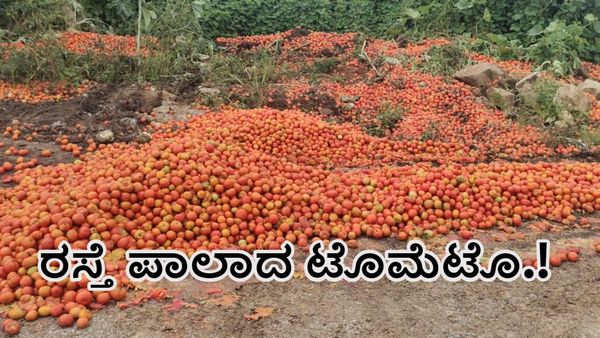 ಗುಂಡ್ಲುಪೇಟೆ: ಕೊಳ್ಳುವವರಿಲ್ಲದೆ ಟೊಮೆಟೊವನ್ನು ರಾಷ್ಟ್ರೀಯ ಹೆದ್ದಾರಿ ಪಕ್ಕದಲ್ಲೇ ಸುರಿಯುತ್ತಿರುವ ಬೆಳೆಗಾರರು