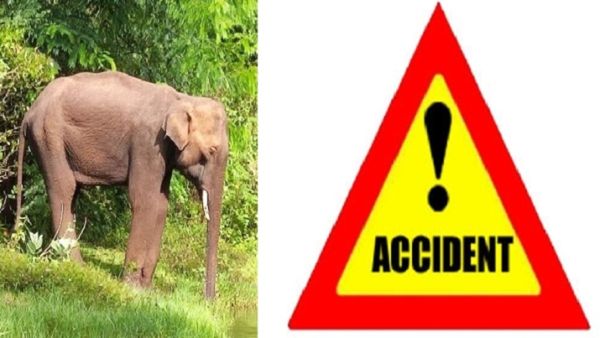 ಚಾರ್ಮಾಡಿ ಘಾಟ್‌ನಲ್ಲಿ ಮತ್ತೆ ಒಂಟಿ ಸಲಗ ಪ್ರತ್ಯಕ್ಷ: ಅಕ್ರಮ ಹೋಂ ಸ್ಟೇ, ರೆಸಾರ್ಟ್ ತೆರವಿಗೆ ಅರಣ್ಯ ಇಲಾಖೆ ನೋಟೀಸ್