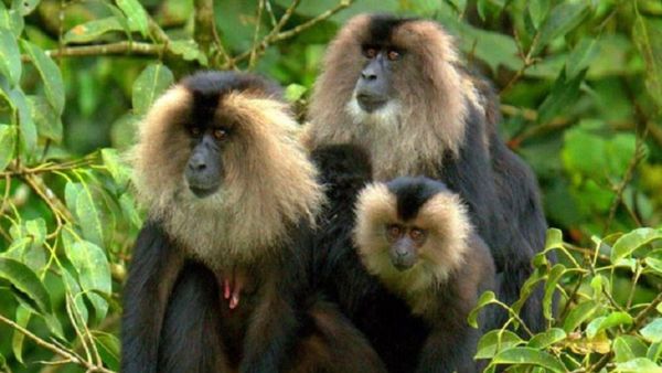 ಪ್ರಾಣಿ ಪ್ರಿಯರಿಗೆ ಖುಷಿ ಸುದ್ದಿ: ಮೈಸೂರು ಮೃಗಾಲಯದಲ್ಲಿ ಸಿಂಗಳೀಕ ಮರಿ ಜನನ