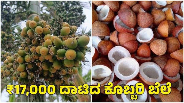 Arecanut & Copra Price: ಕೊಬ್ಬರಿಗೆ ಬಂಪರ್ ಬೆಲೆ; ಅಡಿಕೆ ಧಾರಣೆ ಕೂಡ ಏರಿಕೆಯತ್ತ