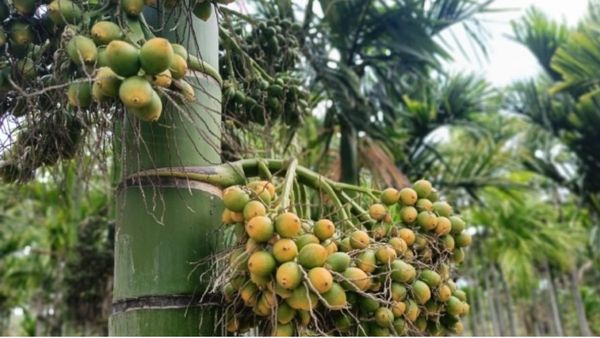 Arecanut import: ದೇಶದ ಅಡಿಕೆ ಬೆಳೆಗಾರರಿಗೆ ಮುಳುವಾಗುತ್ತಾ ಕೆಂದ್ರ ಸರ್ಕಾರದ ಈ ನಿರ್ಧಾರ?