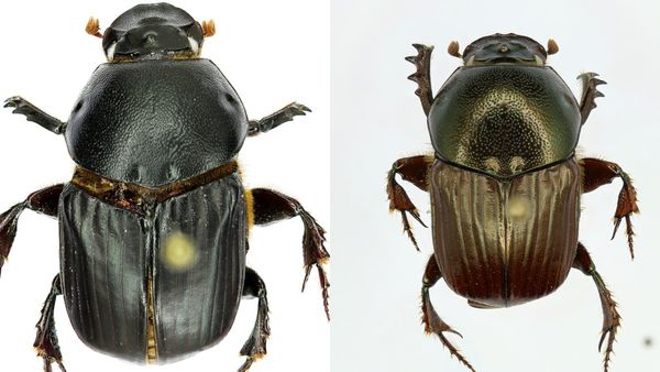 ಬಿಳಿಗಿರಿರಂಗನ ಬೆಟ್ಟ ಸೇರಿದಂತೆ 3 ಕಡೆ ಹೊಸ ಪ್ರಭೇದದ ಜೀರುಂಡೆ ಪತ್ತೆ: ಇವುಗಳ ವಿಶೇಷತೆ ಏನು?-ಇಲ್ಲಿದೆ ಮಾಹಿತಿ