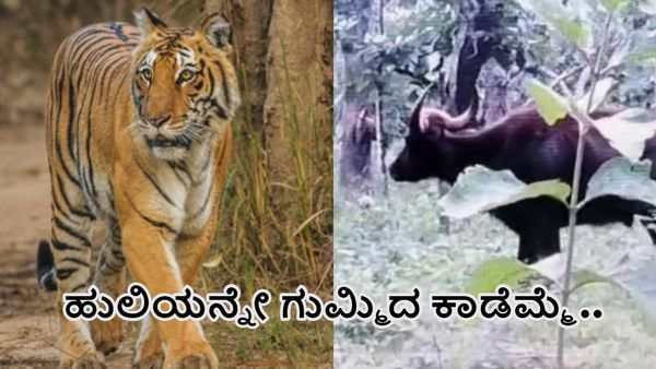 ಬಂಡೀಪುರ: ಹುಲಿಯನ್ನೇ ಗುಮ್ಮಿದ ಕಾಡೆಮ್ಮೆ-ವಿಡಿಯೋ ಭಾರೀ ವೈರಲ್‌