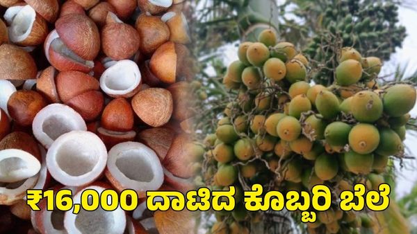 Arecanut & Copra Price: ₹16,000 ದಾಟಿದ ಕೊಬ್ಬರಿ ಬೆಲೆ; ಅಡಿಕೆ ದರ ಎಷ್ಟಿದೆ?