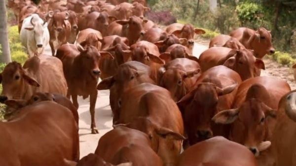 ಗ್ರಾಮಸ್ಥರಿಗೆ ತೊಡಕಾಗಿದ್ದ ಹಸುವಿಗೆ ದಯಾಮರಣ ನೀಡಿದ ವೈದ್ಯರು: ಹಸು ಮಾಡಿದ್ದೇನು...