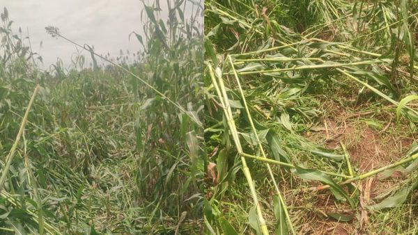  ಗುಂಡ್ಲುಪೇಟೆ: ಕಾಡಾನೆ ದಾಳಿಗೆ ಫಸಲು, ಕೃಷಿ ಉಪಕರಣ ಧ್ವಂಸ; ರೈತರ ಆಕ್ರೋಶ
