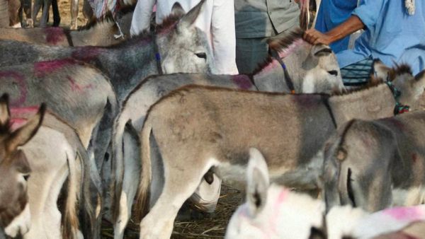 ಹಾಲು ಕೊಳ್ಳುವ ಭರವಸೆ, ಒಂದು ಕತ್ತೆ 1 ಲಕ್ಷಕ್ಕೆ ಮಾರಾಟ; ಡಿಸಿ ಮೊರೆ ಹೋದ ರೈತರು
