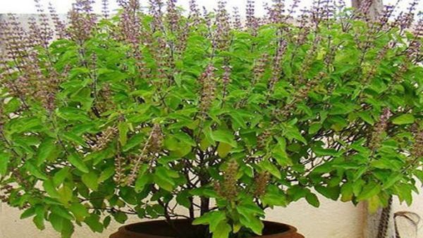 Inauspicious Plants: ಈ ಗಿಡಗಳನ್ನು ಯಾರಿಗೂ ಉಡುಗೊರೆಯಾಗಿ ನೀಡಲೇಬೇಡಿ.. ಹೆಗಲೇರುತ್ತೆ ಶನಿ..