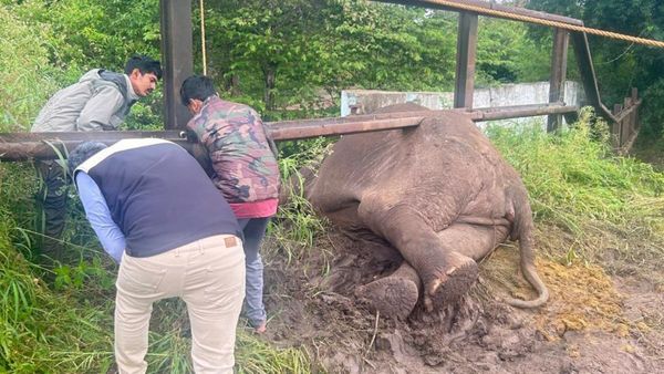 ಗುಂಡ್ಲುಪೇಟೆ: ರೈಲ್ವೆ ಬ್ಯಾರಿಕೇಡ್‌ನಲ್ಲಿ ಸಿಲುಕಿದ ಗಜರಾಜನ ರಕ್ಷಣೆ
