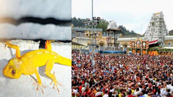 Tirumala: ತಿರುಮಲದಲ್ಲಿ ಚಿನ್ನದ ಹಲ್ಲಿ.. ಏನಿದರ ವಿಶೇಷತೆ?