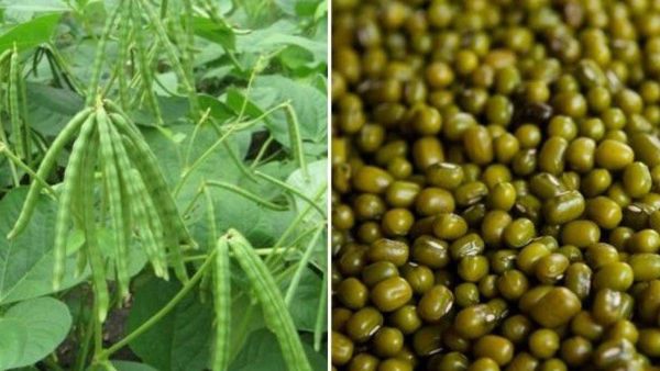 ಸರ್ಕಾರದ ಆದೇಶಕ್ಕೂ ಕ್ಯಾರೇ ಎನ್ನದ ಜಿಲ್ಲಾಡಳಿತ: ಸಂಕಷ್ಟದಲ್ಲಿ ರೈತರು