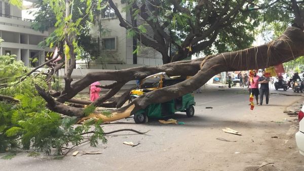ಚಲಿಸುವ ಆಟೋ ಮೇಲೆ ಬಿದ್ದ ಬೃಹತ್‌ ಮರ, ಒಳಗಿದ್ದವರ ಕಥೆಯೇನು?