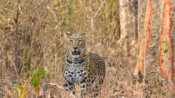 Leopard: ಚನ್ನರಾಯಪಟ್ಟಣ ವ್ಯಾಪ್ತಿಯಲ್ಲಿ ಚಿರತೆ ಪ್ರತ್ಯಕ್ಷ: ಗ್ರಾಮಸ್ಥರಲ್ಲಿ ಹೆಚ್ಚಾದ ಆತಂಕ