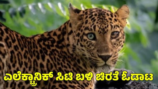 Leopard in Bengaluru: ಎಲೆಕ್ಟ್ರಾನಿಕ್ ಸಿಟಿಯಲ್ಲಿ ಚಿರತೆ ಓಡಾಟ; ಸಿಸಿಟಿವಿಯಲ್ಲಿ ದೃಶ್ಯ ಸೆರೆ
