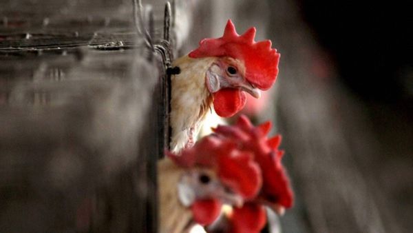 Meat Sale Banned : ಈ ನಗರಗಳಲ್ಲಿ ಮಾಂಸ ಮಾರಾಟ ನಿಷೇಧ, ತಪ್ಪಿದರೆ ಈ ಕ್ರಮದ ಎಚ್ಚರಿಕೆ!