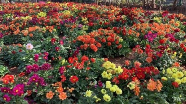 ದಸರಾ ಫಲಪುಷ್ಪ ಪ್ರದರ್ಶನ, ಕವಿಗೋಷ್ಠಿಯಲ್ಲಿ ಭಾಗಿಯಾಗಲು ಅವಕಾಶ: ಈಗಲೇ ಅರ್ಜಿ ಸಲ್ಲಿಸಿ!